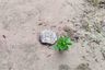 Land for sale in Bo Phut, Surat Thani