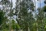 Land for sale in Krasae Bon, Rayong