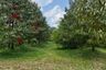 Land for sale in Krasae Bon, Rayong