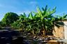 Land for sale in Nong Khang Phlu, Bangkok near MRT Phutthamonthon Sai 4