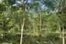 Land for sale in Ao Nang, Krabi