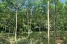 Land for sale in Ao Nang, Krabi