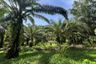 Land for sale in Sai Thai, Krabi