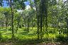 Land for sale in Bang Thong, Phang Nga