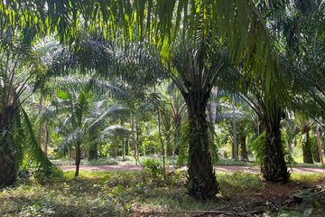 Land for sale in Sai Thai, Krabi
