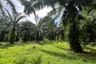 Land for sale in Sai Thai, Krabi