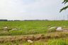 Land for sale in Tha Chang, Phra Nakhon Si Ayutthaya