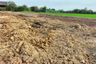 Land for sale in Rai Rot, Suphan Buri