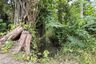 Land for rent in Don Kaeo, Chiang Mai
