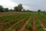 Land for sale in Duea Si Khan Chai, Sakon Nakhon