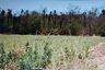 Land for sale in Nong Tak Ya, Kanchanaburi
