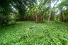 Land for Sale or Rent in San Maha Phon, Chiang Mai