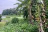 Land for Sale or Rent in San Maha Phon, Chiang Mai