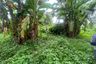 Land for Sale or Rent in San Maha Phon, Chiang Mai