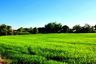 Land for sale in Sai Mun, Nakhon Nayok