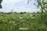 Land for sale in Nong Phrao Ngai, Nonthaburi