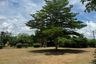 Land for sale in Phanat Nikhom, Chonburi
