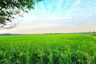 Land for sale in Sai Mun, Nakhon Nayok