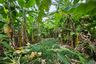 Land for sale in Suan Luang, Bangkok