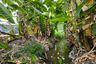 Land for sale in Suan Luang, Bangkok