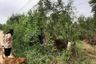 Land for sale in Sena, Phra Nakhon Si Ayutthaya