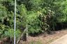 Land for sale in Sena, Phra Nakhon Si Ayutthaya