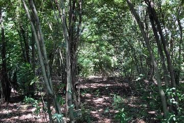 Land for sale in Sena, Phra Nakhon Si Ayutthaya
