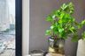 1 Bedroom Condo for rent in Din Daeng, Bangkok near MRT Phra Ram 9