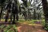 Land for sale in Khao Khram, Krabi