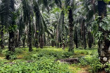 Land for sale in Khao Khram, Krabi
