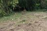 Land for sale in Huai Sai, Chiang Mai