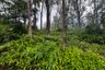 Land for sale in Kalai, Phang Nga