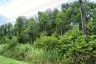 Land for sale in Kram, Rayong