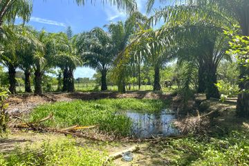 Land for sale in Na Toei, Phang Nga