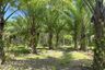 Land for sale in Na Toei, Phang Nga