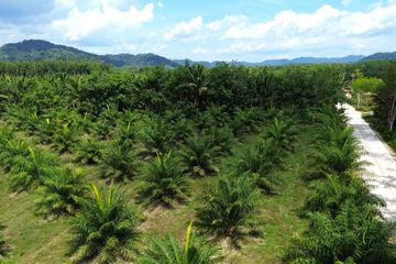 Land for sale in Bang Muang, Phang Nga