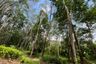 Land for sale in Tha Yu, Phang Nga