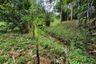 Land for sale in Tha Yu, Phang Nga