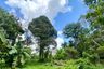 Land for sale in Si Sunthon, Phuket