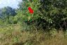 Land for sale in Sa Kaeo, Sa Kaeo