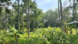 Land for sale in Bang Thong, Phang Nga