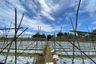 Land for sale in Pa Pong, Chiang Mai