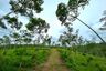 Land for sale in Tha Yu, Phang Nga