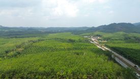 Land for sale in Tha Yu, Phang Nga