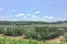 Land for sale in Pranit, Trat