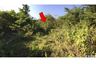 Land for sale in Si Tia, Lamphun