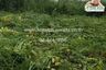 Land for sale in Lam Toi Ting, Bangkok