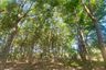 Land for sale in Rawai, Phuket