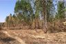 Land for sale in Huai Ton, Chaiyaphum