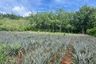 Land for sale in Tha Yu, Phang Nga
